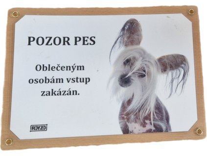 Čínský chocholatý pes