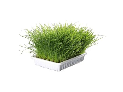 Jemná tráva pro kočku v misce TRIXIE 100 g