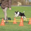 Dog Activity agility překážky (3 ks) 23 x 30 cm/78 cm oranž/žlutá