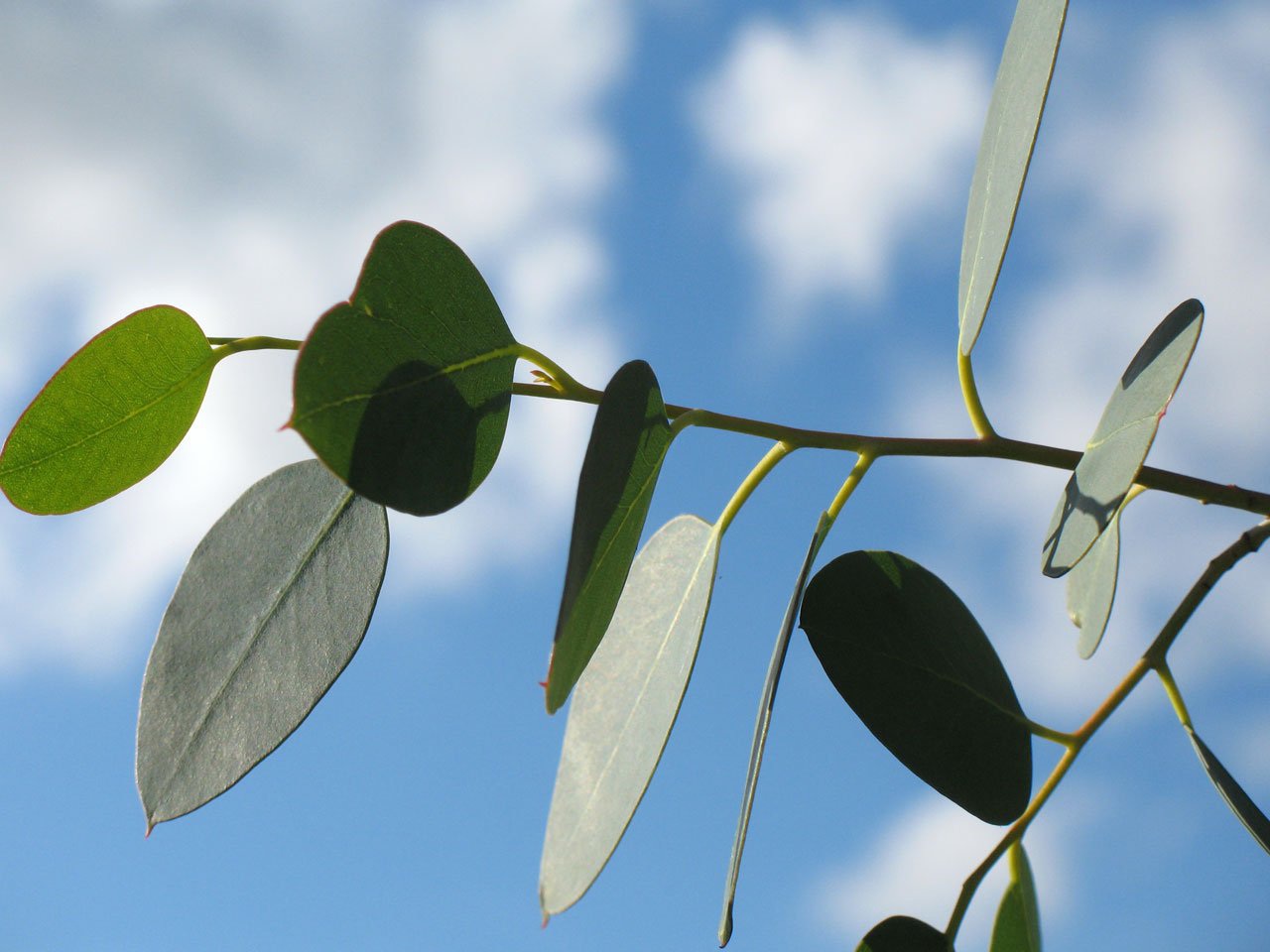 Jak pěstovat eukalyptus