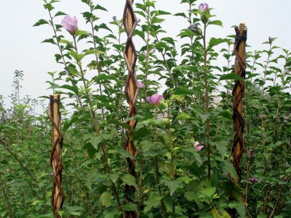 Tyč proutěná na rostliny Garden Willow 190 cm