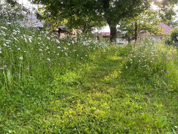 Rozkvitnutá kvetinová lúka na dvore