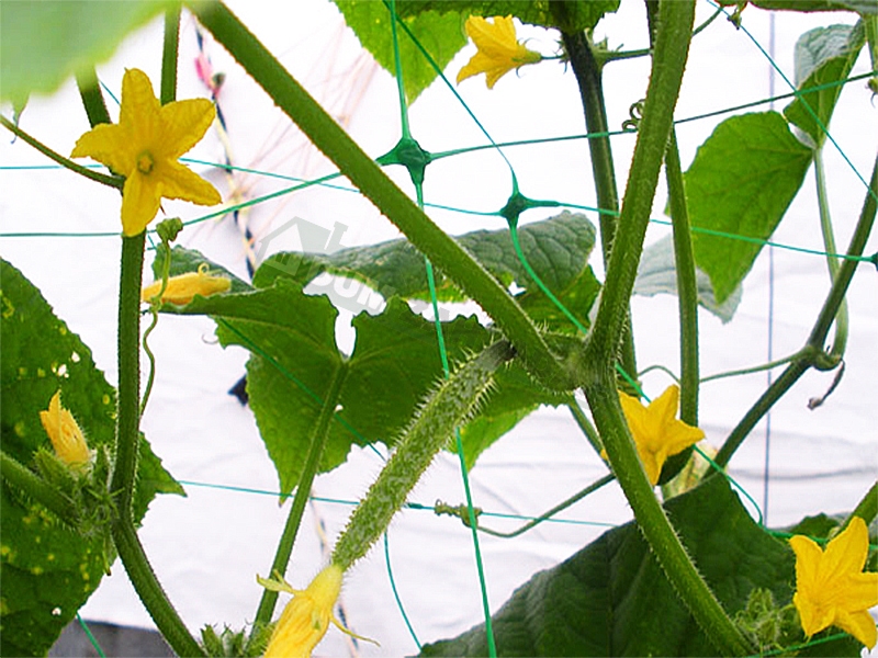 Síť pro pnoucí rostliny Plant Net 2x20m