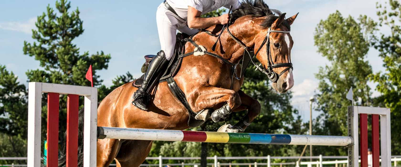 Podpora výkonu a regenerace sportovních koní