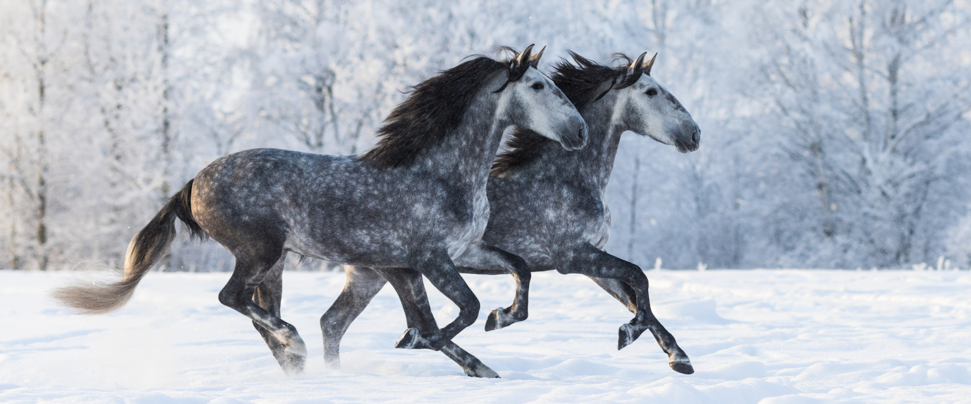 Odborná výživa koní s vědeckým základem