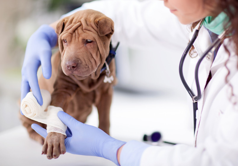 Cenník veterinárnych služieb