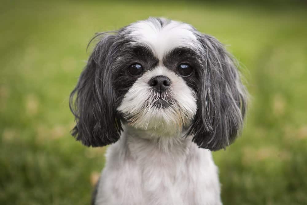 Strihanie psíka Shih Tzu (Šicu)