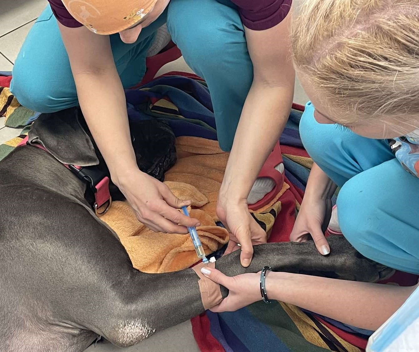 Pseudogravidita u fenky Veterinár Košice Veteras.sk