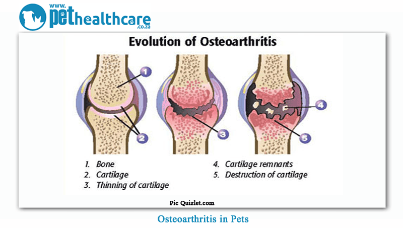Osteoarthritis-in-pets-4