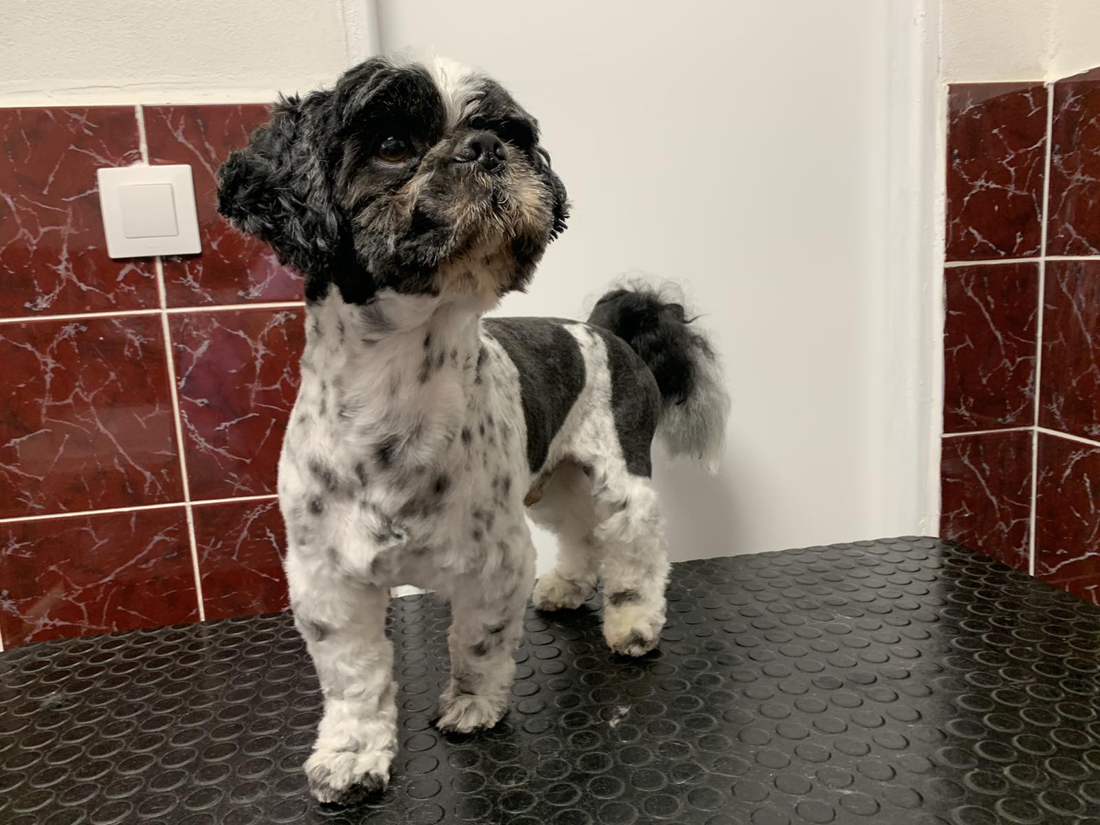 Strihanie Shih Tzu Košice - VETERAS - Psi wellness salon