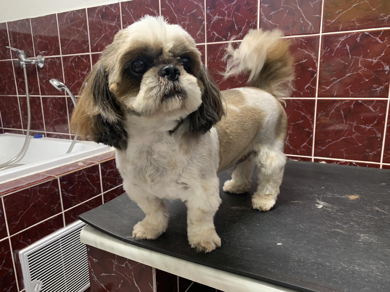 Strihanie Shih Tzu Košice - VETERAS - Psi wellness salón Košice