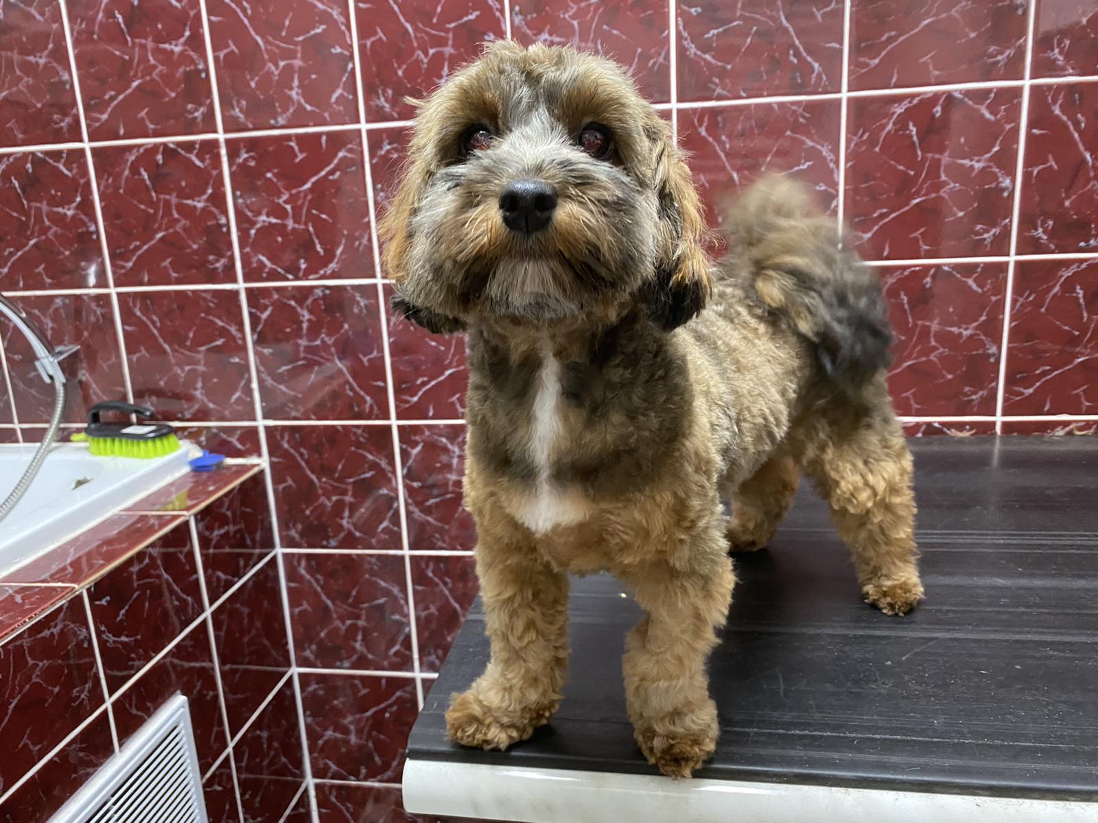 Strihanie psíka Maltipoo Košice VETERAS s.r.o.
