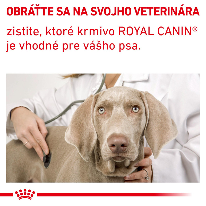 vhn-calm-small-dog-11