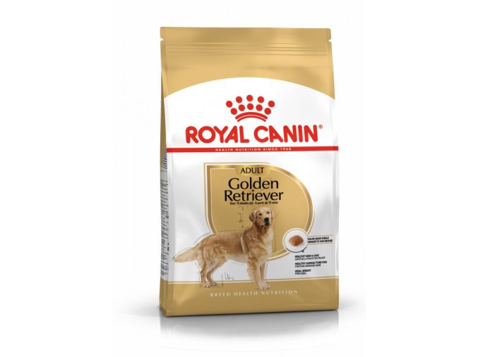 golden retriever adult 3