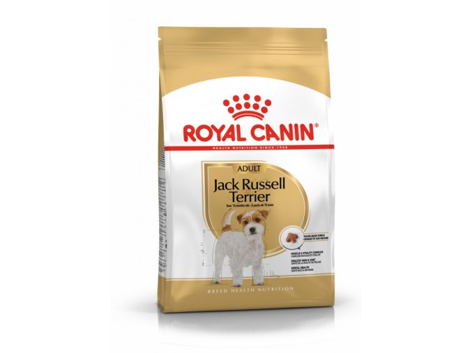 jack russell adult 9