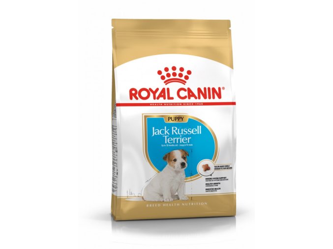jack russell puppy 10