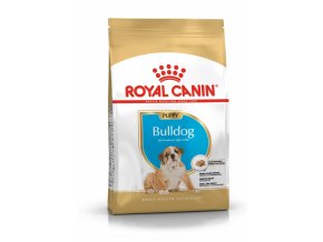 bulldog puppy 10