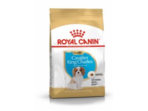 cavalier king charles puppy 9