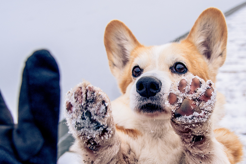 Posolené chodníky škodí psím tlapkám. Jak s tím bojovat?