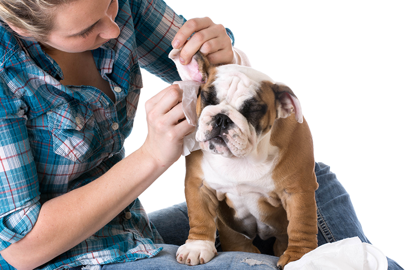 Jak pečovat o uši psa