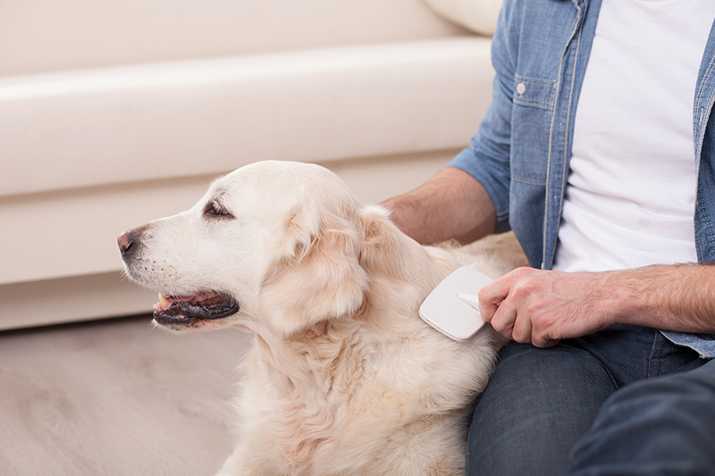 Pomozte svým mazlíčkům zbavit se zimní podsady