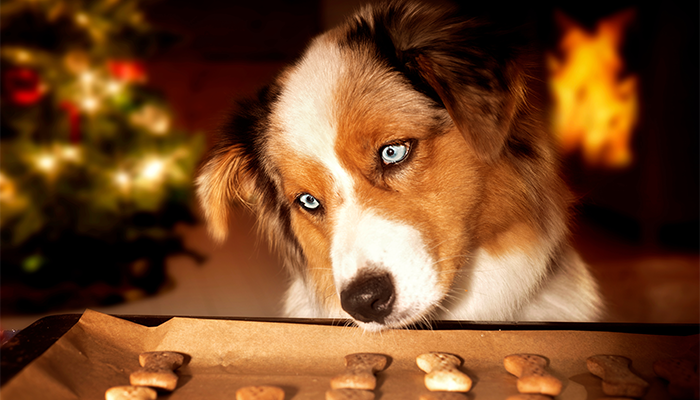 Užijte si (nejen) vánoční pečení pro vás a vaše psí mazlíčky