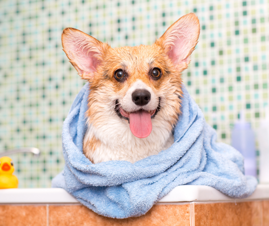 Nevíte jaký šampon koupit pro vašeho psa? V našem článku se dozvíte vše potřebné.