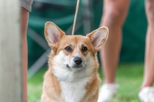 Welsh corgi pembroke