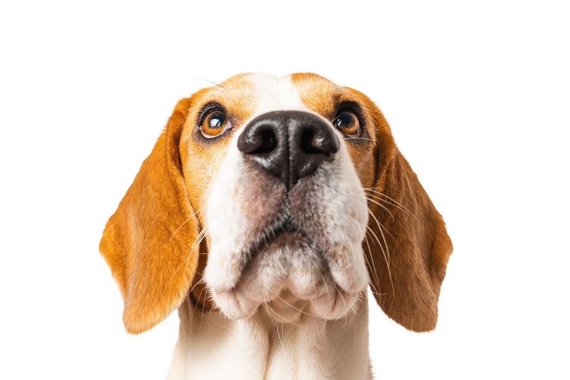 Čistý čumáček snadno a rychle