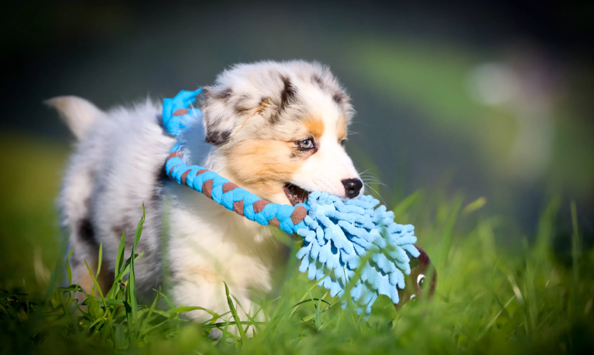 Pískací potvůrky zabaví všechny členy rodiny. Hlavně ty chlupaté.
