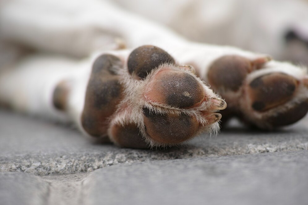 dog-feet-street_1122-391