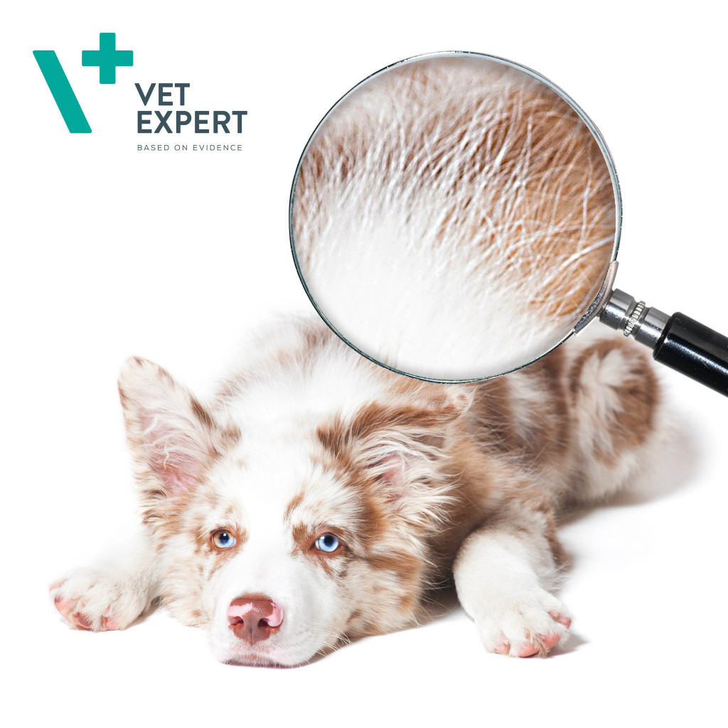 Alopecie u psů: Příznak nemoci nebo estetický problém?