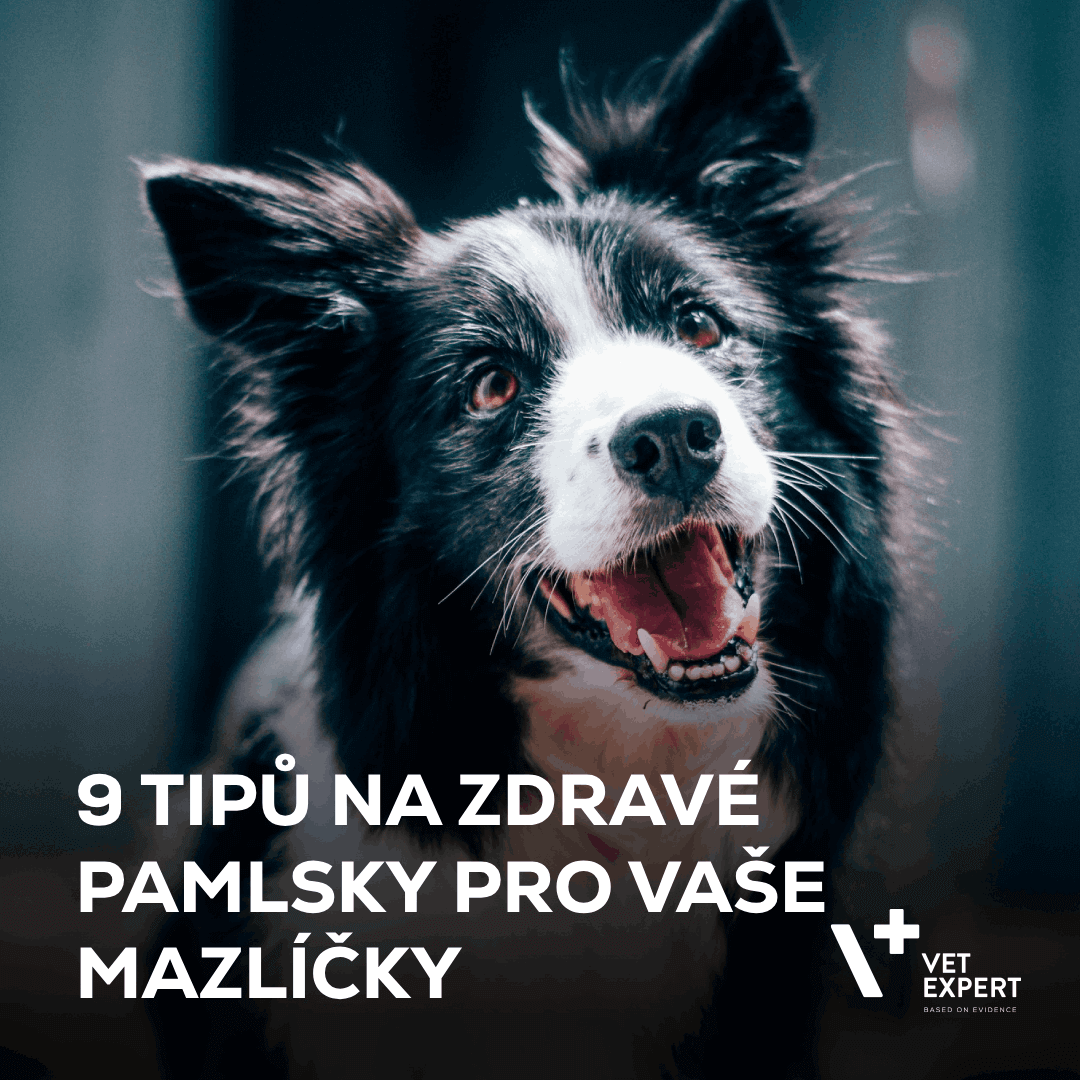 9 tipů na zdravé pamlsky pro vaše mazlíčky