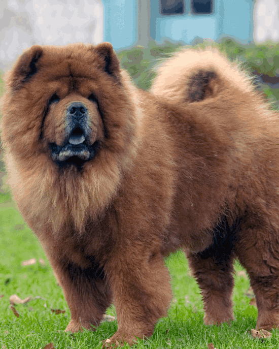 Čau-čau (chow-chow)