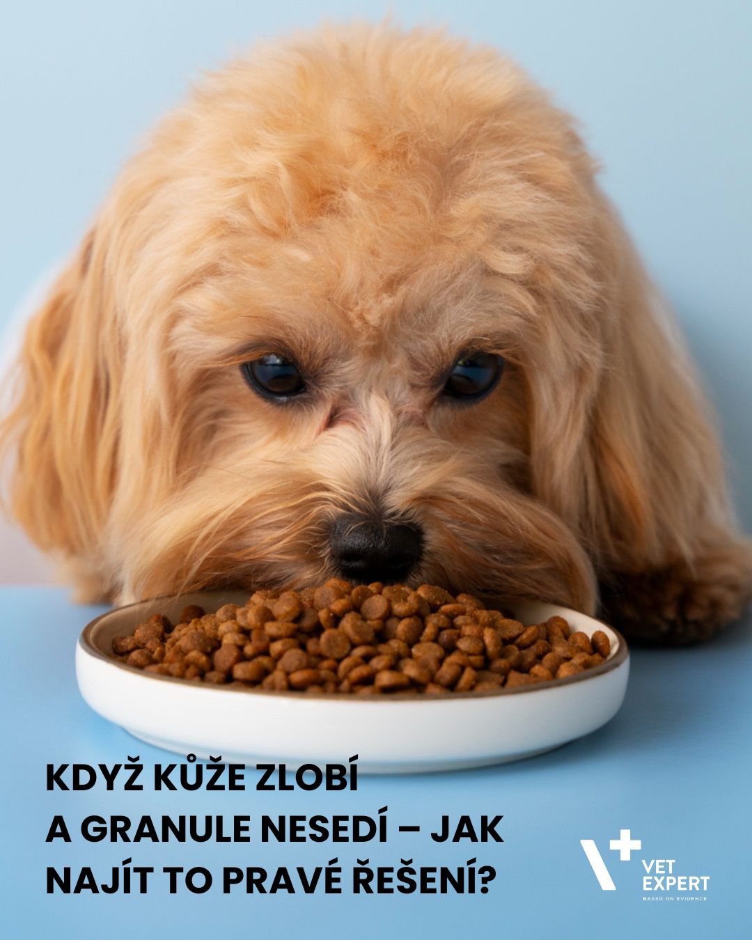 Když kůže zlobí a granule nesedí – jak najít to pravé řešení?
