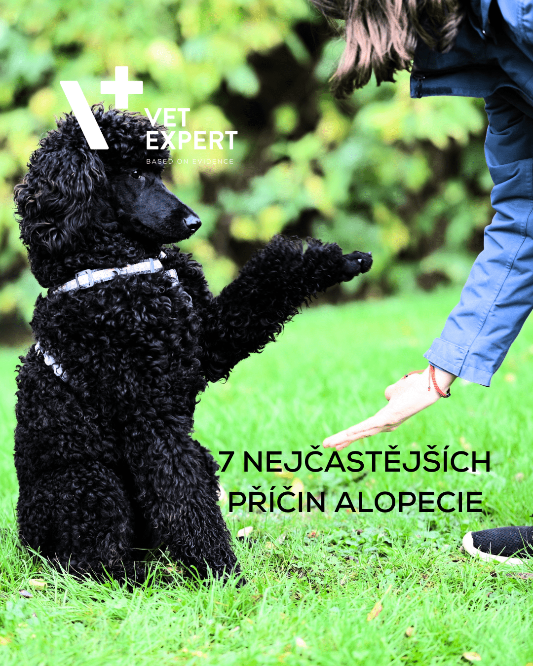 Proč psovi vypadává srst? 7 nejčastějších příčin (alopecie)