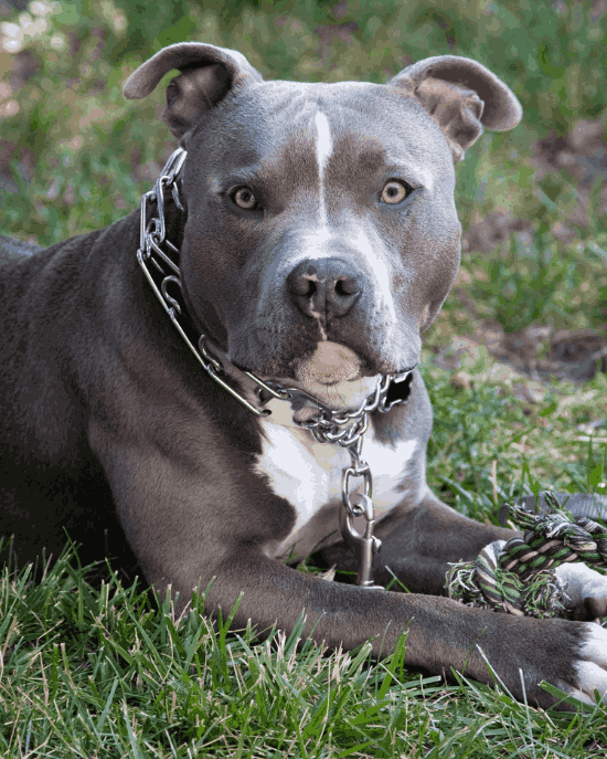 Americký pitbulteriér