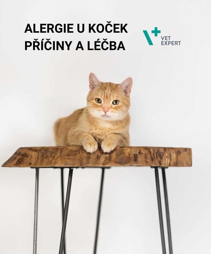 Alergie u koček – příčiny, příznaky a léčba