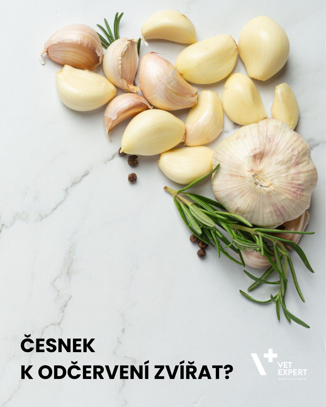 Česnek k odčervení zvířat?
