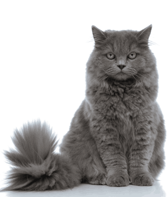 Britská krátkosrstá