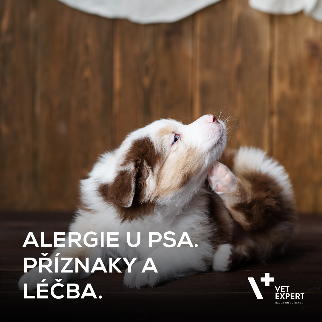 Alergie u psa. Příznaky a léčba. Jaké krmivo si vybrat?