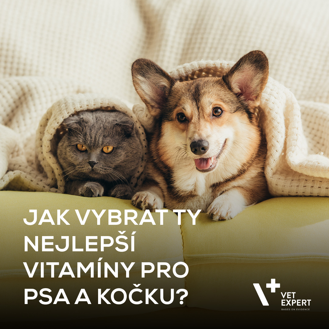 Vitamíny a doplňky pro psy a kočky. Jak vybrat ten nejlepší přípravek?