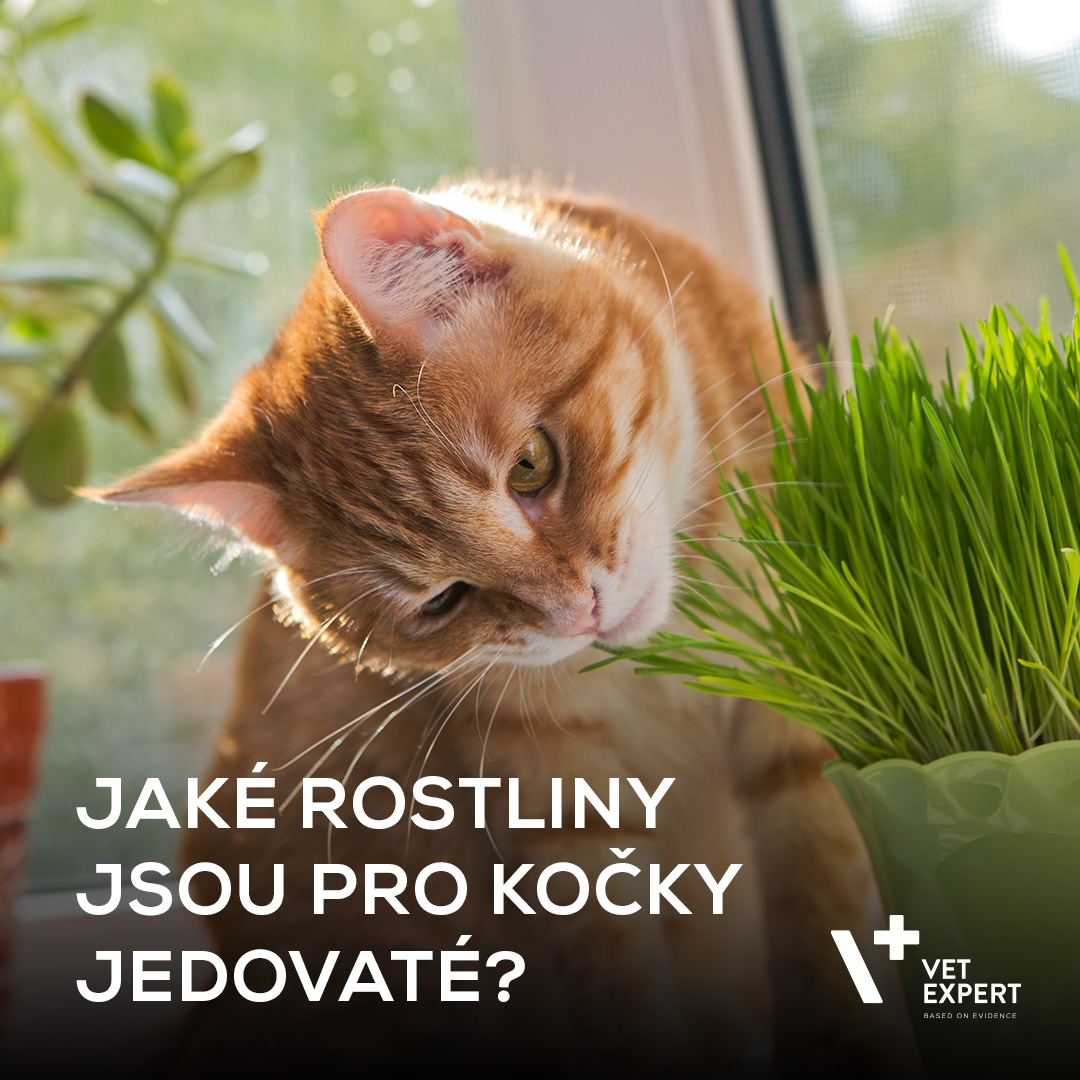 Jedovaté rostliny pro kočky. Podívejte se, jestli je máte doma!
