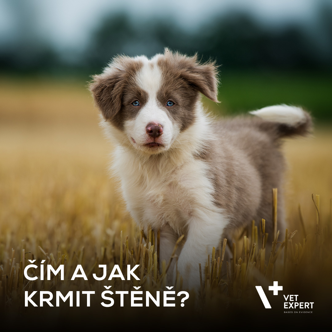 Čím a jak krmit štěně?