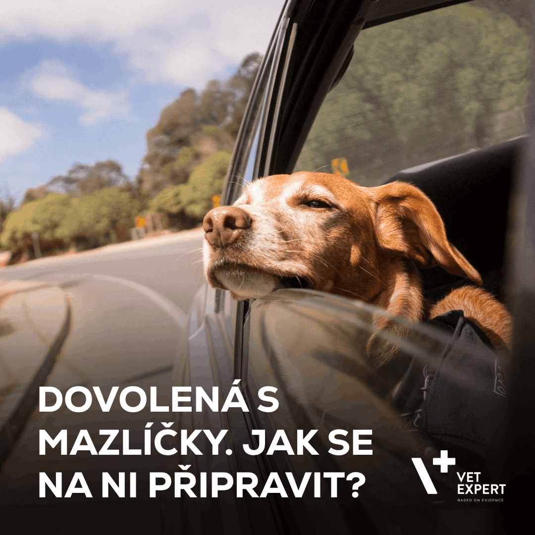 Dovolená s mazlíčky. Jak se na ni připravit a co nepodcenit pro maximální zážitek?