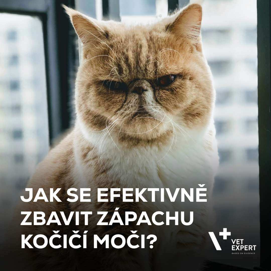 Jak se efektivně zbavit zápachu kočičí moči?