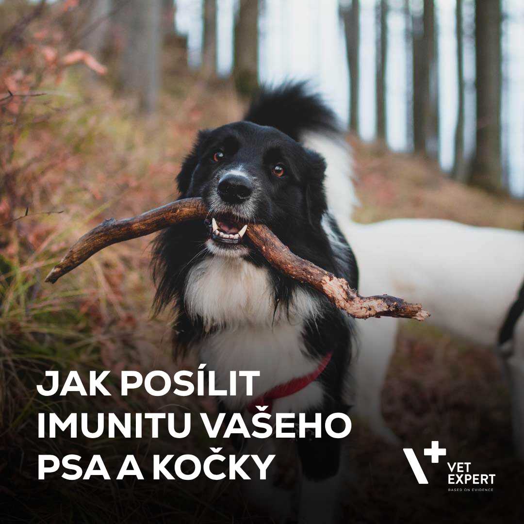 Jak posílit imunitu Vašeho psa a kočky