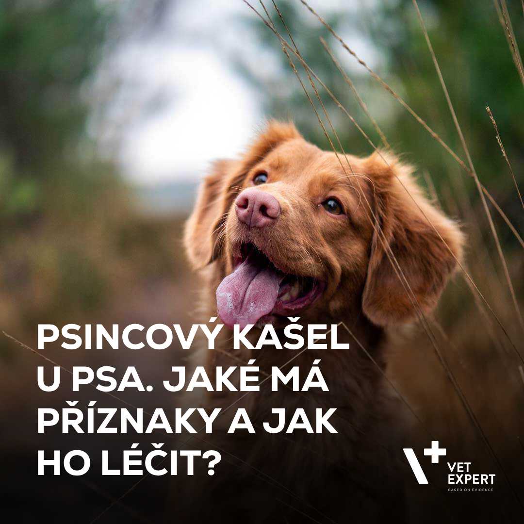 Jak léčit psincový kašel?