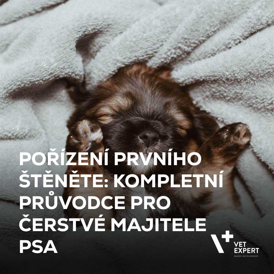 Pořízení prvního štěněte: Kompletní průvodce pro čerstvé majitele psa