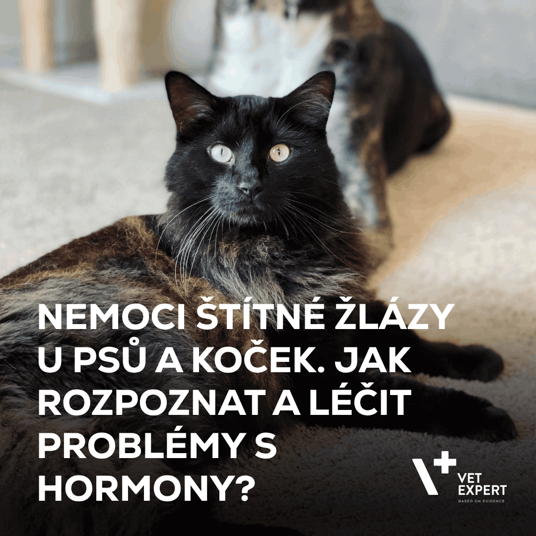 Nemoci štítné žlázy u psů a koček. Jak rozpoznat a léčit problémy s hormony?